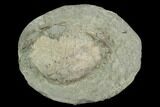Fossil Crab (Longusorbis) Nodule Half - Canada #129399-2
